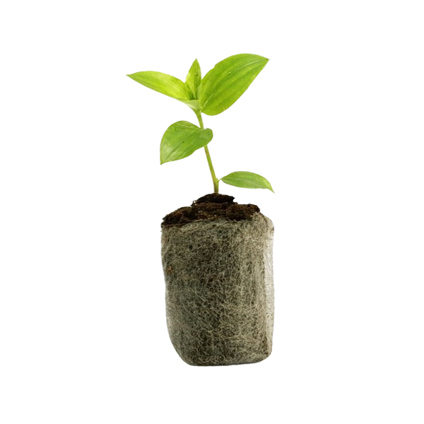 Pastilha Celula De Germinacao E Clonagem Turfa Jiffy 42X75MM