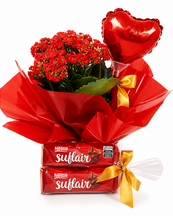 Kalanchoe Para Presente