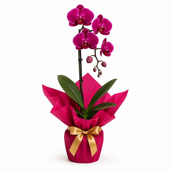 Orquídea Phalaenopsis