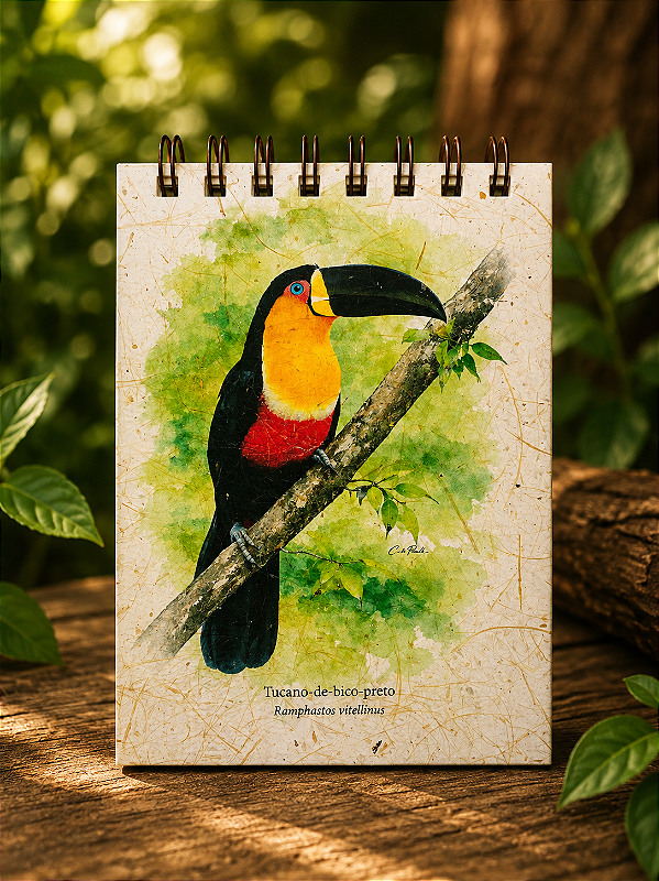Diário da Floresta M - Tucano-de-bico-preto