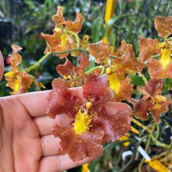 Oncidium Cryspum