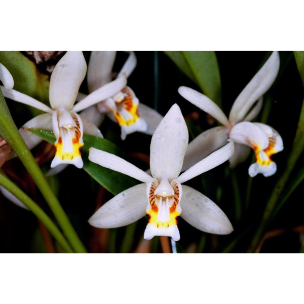 Coelogyne Flaccida