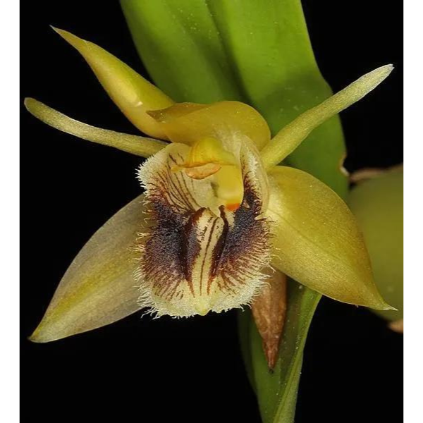 Coelogyne Fimbriata