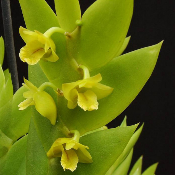 Dendrobiun Anceps