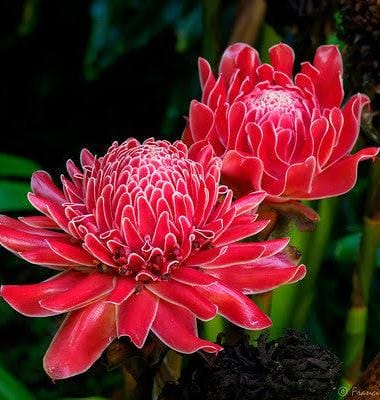 Bastão do Imperador Vermelho