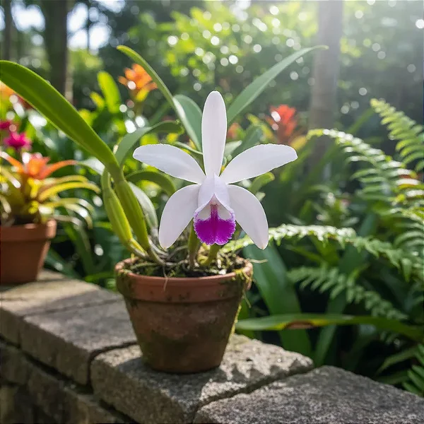 Cattleya Intermedia