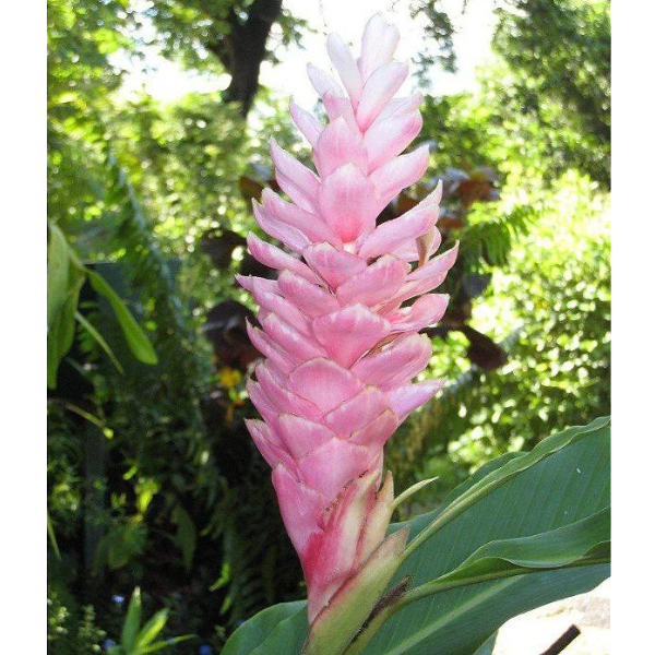 Alpinia Purpurata Rosa