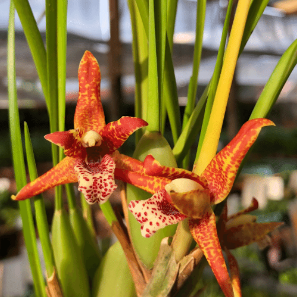 Maxillaria Tenuifolia