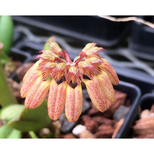 Bulbophyllum Sikkimense