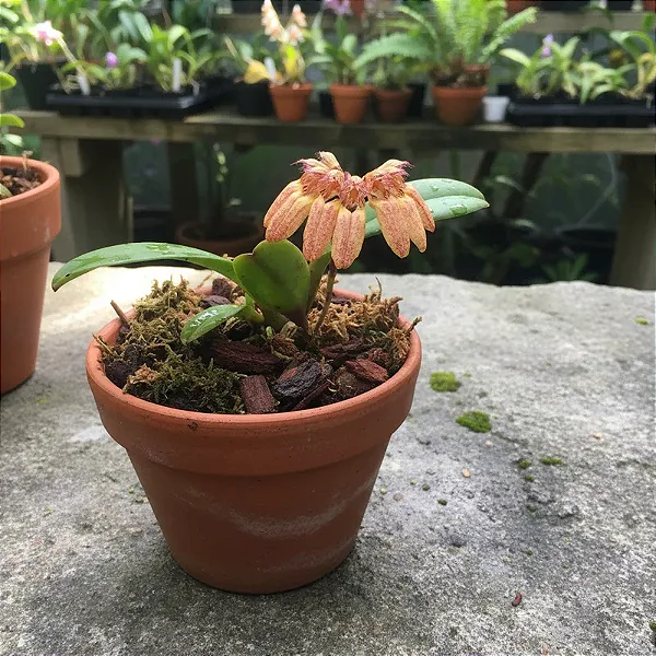 Bulbophyllum Sikkimense