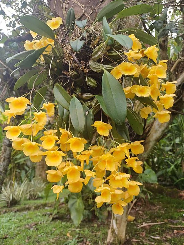 Dendrobium Aggregatum