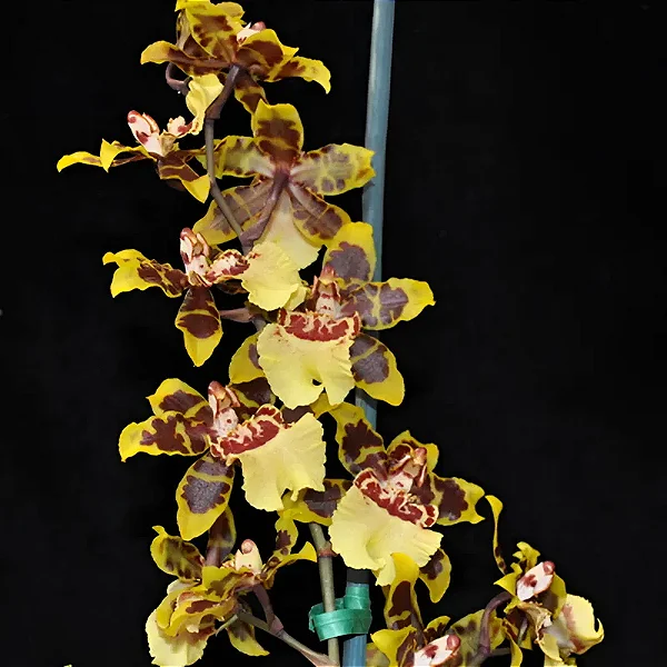 Oncostele Wildcat #13