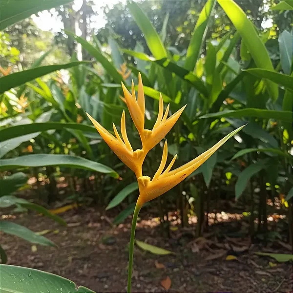 Heliconia Amarela - Heliconia Aemygdiana