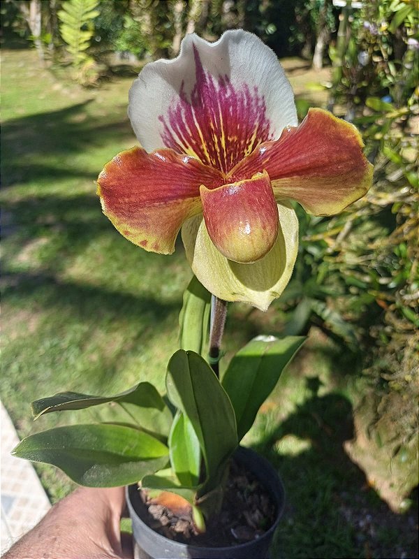 Paphiopedilum híbrido