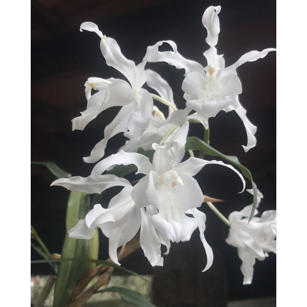 Coelogyne Cristata Alba