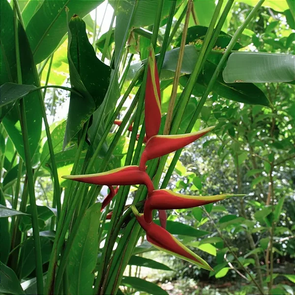 Heliconia rauliana