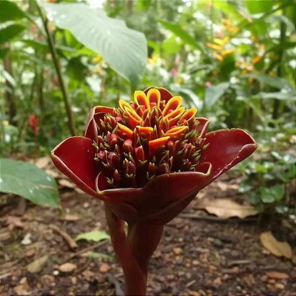 Bastão do Imperador Chocolate - Etlingera fulgens