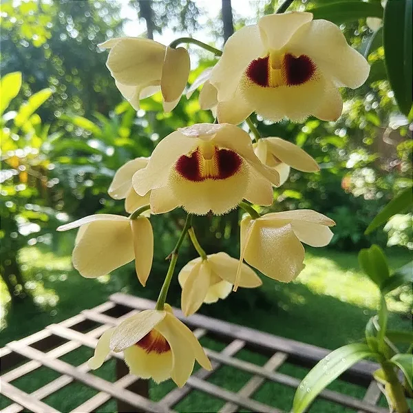 Dendrobium Gatton Sunray