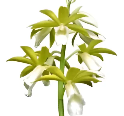 Phaius Tankervilleae Alba