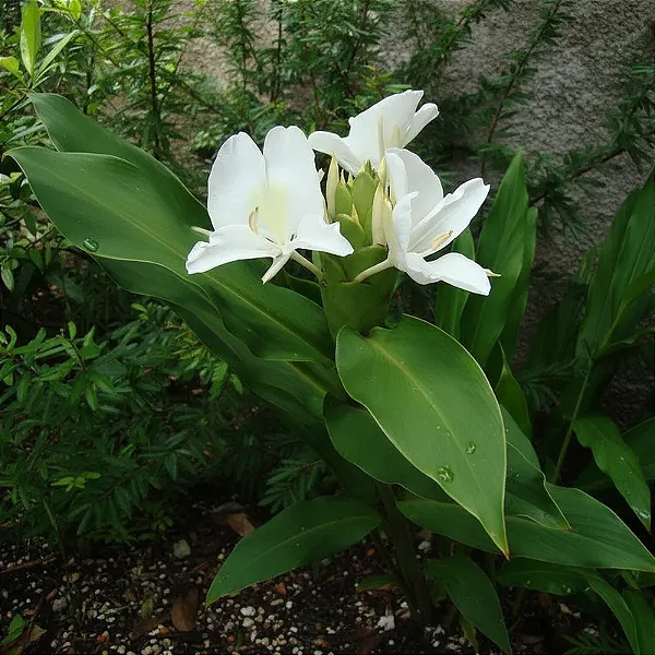 Lírio do Brejo - Hedychium coronarium
