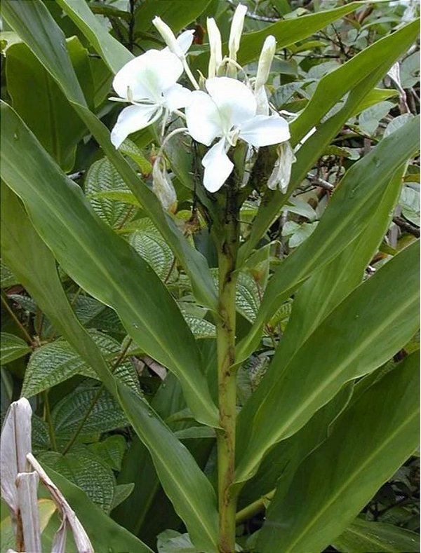 Lírio do Brejo - Hedychium coronarium