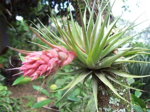 Tillandsia stricta