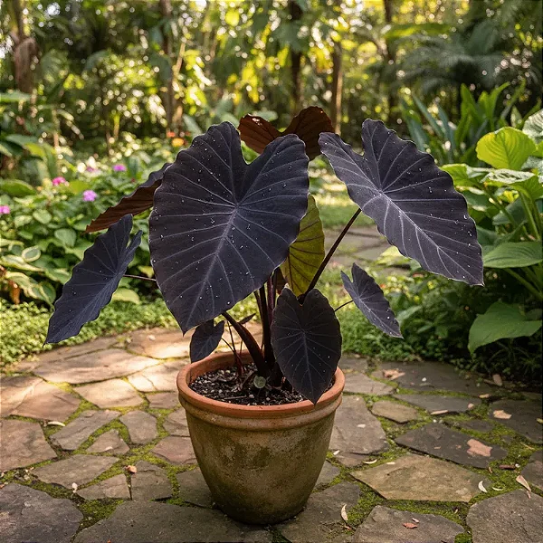 Colocasia esculenta var. 'Black Magic'
