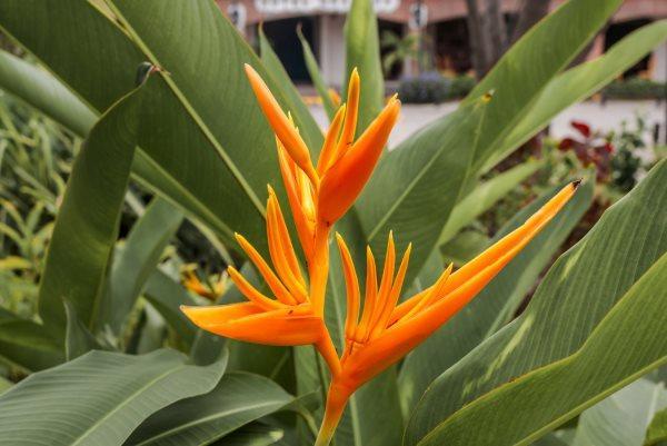 Heliconia Laranja