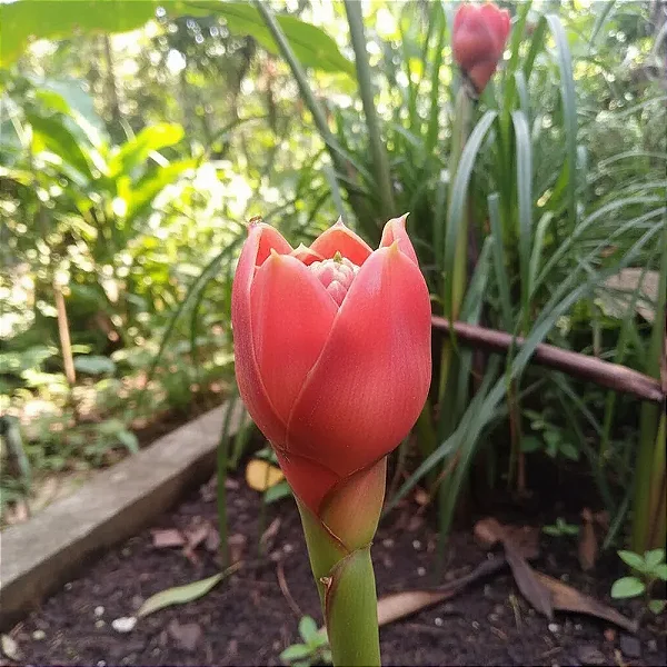 Bastão do Imperador Tulipa Magenta - Etlingera hemisphaerica