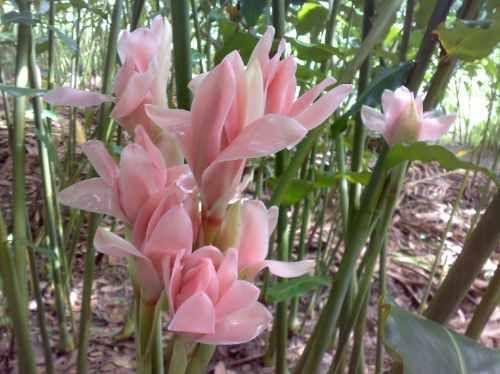 Bastão do Imperador Rosa Bebê (Etlingera elatior)
