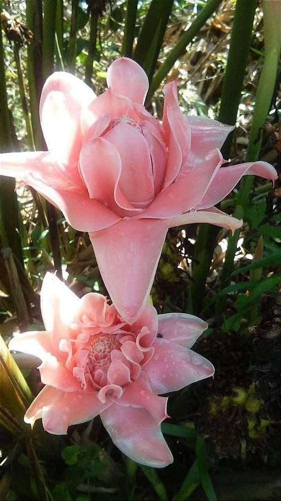 Bastão do Imperador Rosa Bebê (Etlingera elatior)