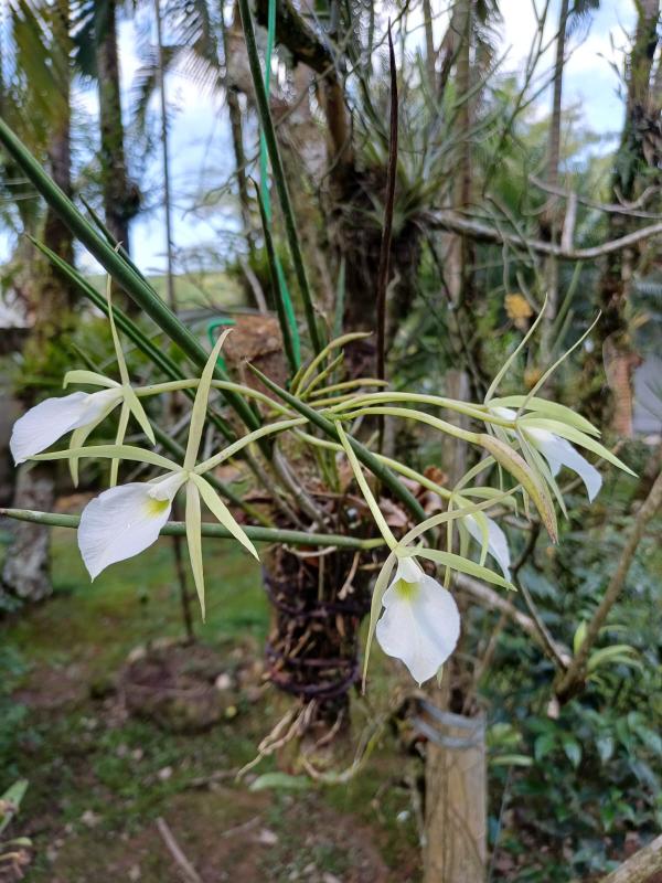 Brassavola Perrini