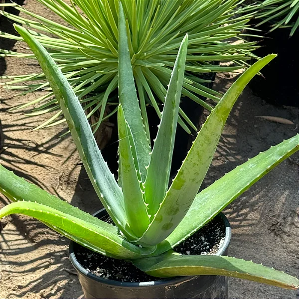 Babosa - Aloe barbadensis miller