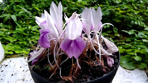 Cananga-do-Japão (Cananga odorata var. fruticosa)