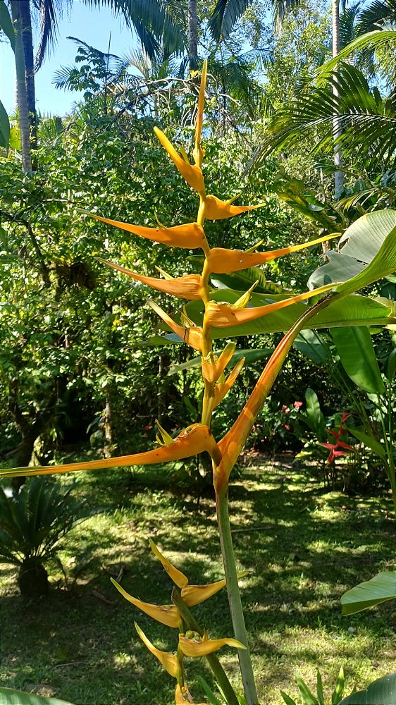 helicônia-asa-de-arara - Heliconia latispatha