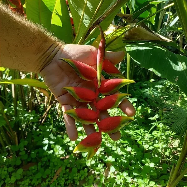 Helicônia rostrata mini