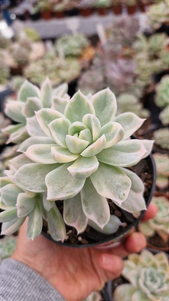Echeveria 'Fantôme' Variegata