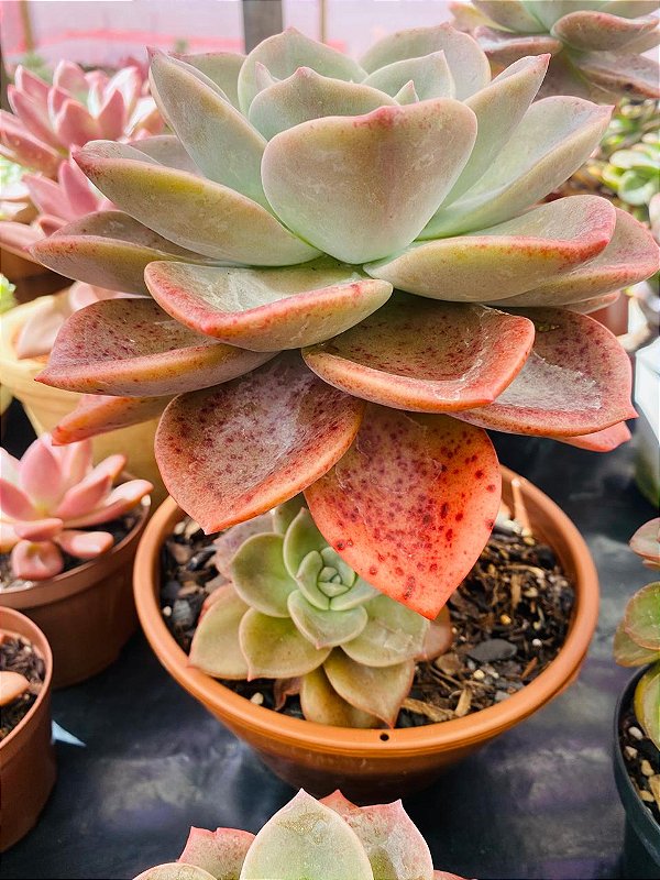 Graptoveria 'Albert Baynes'