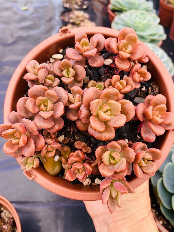 Graptoveria 'Adria Bubbaloo'