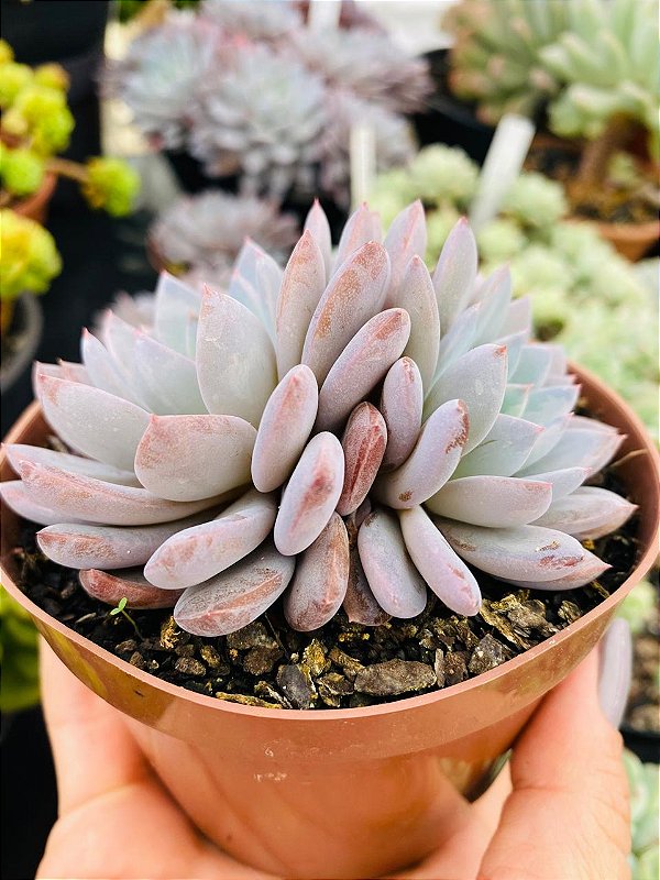 Echeveria Lulú