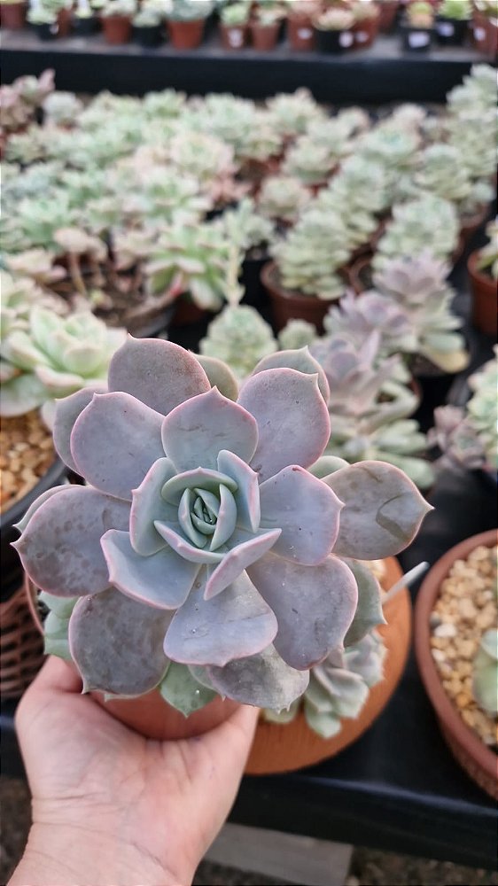 Echeveria 'Pink Flamingo'