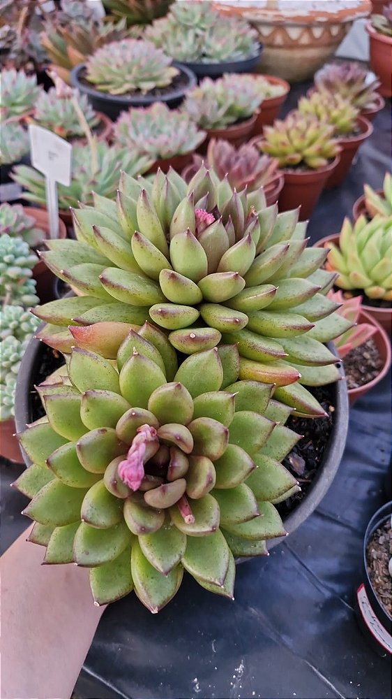 Echeveria 'Black Queen'