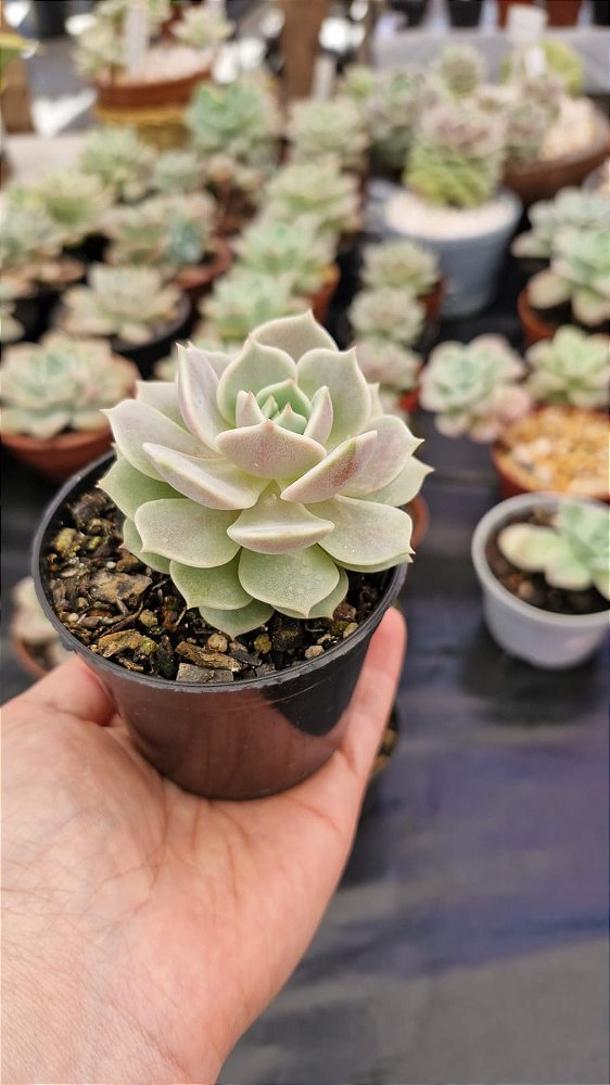 Echeveria 'Lola'