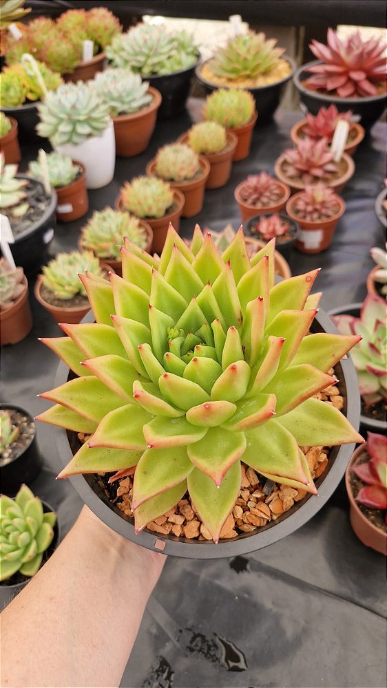 Agavoides 'Lipstick'
