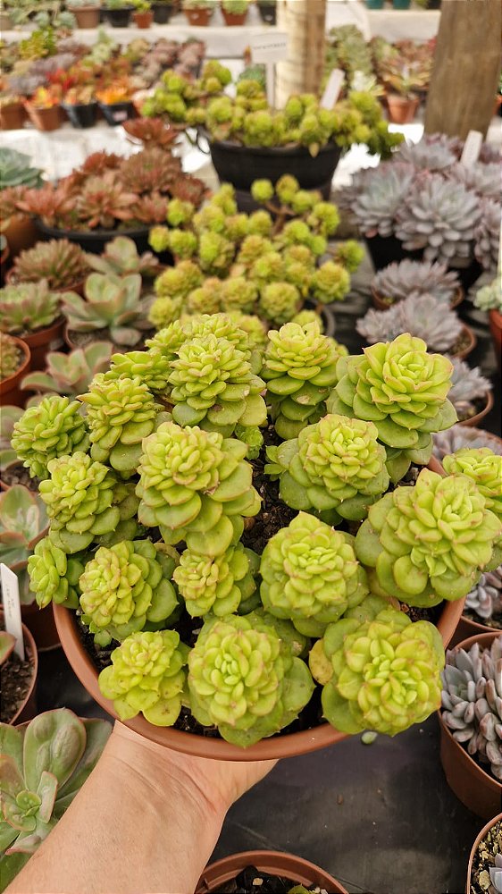 Echeveria 'Holly'