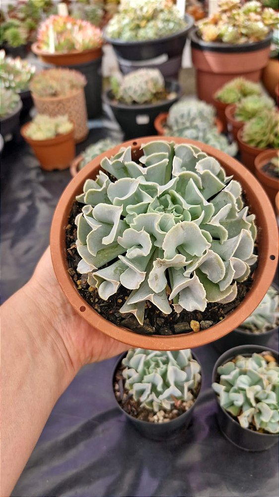 Echeveria 'Nichi'