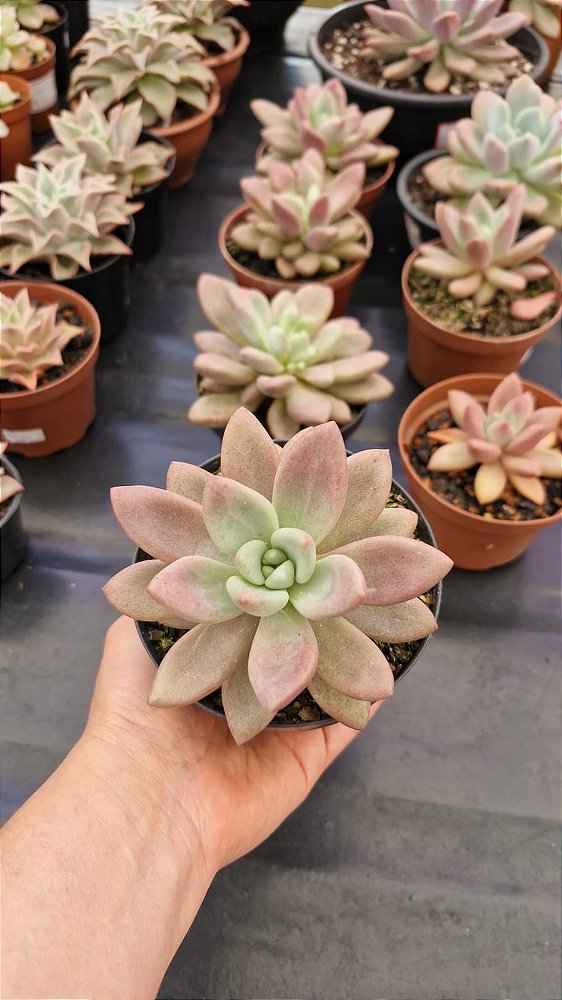 Echeveria 'Opalina'