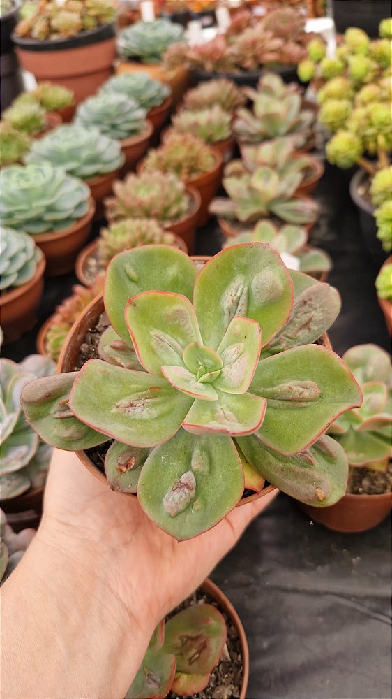 Echeveria 'Baron Bold'