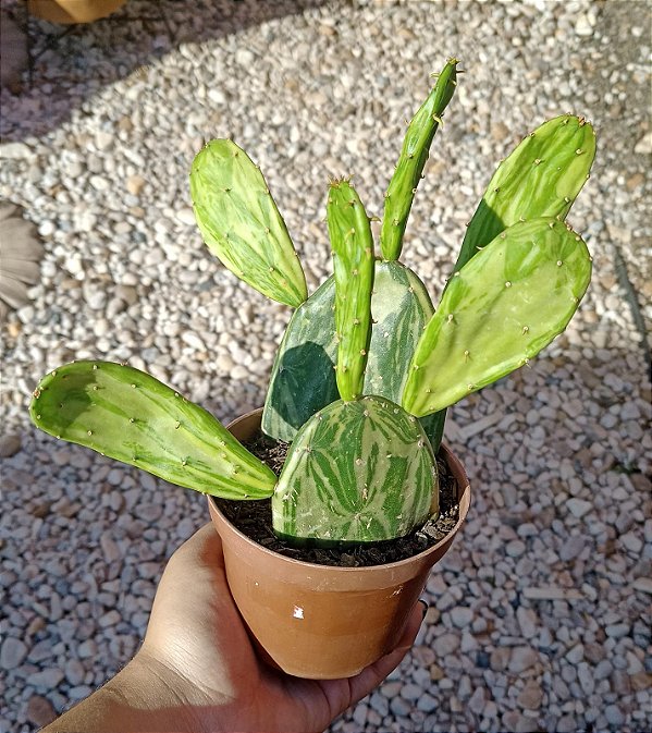 Palma Variegata
