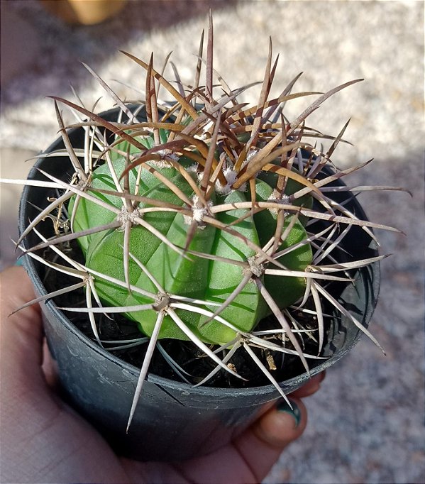 Melocactus Zehntneri